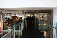 New Triceratops exhibit on re-opening, 22 October 2009