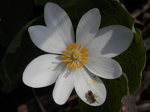 Unidentified Insect on Bloodroot (Sanguinaria canadensis)