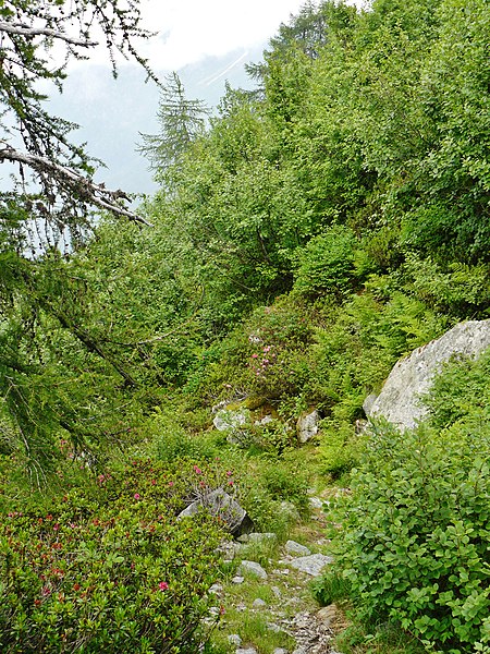 File:Up to Passo di Campo - panoramio (3).jpg