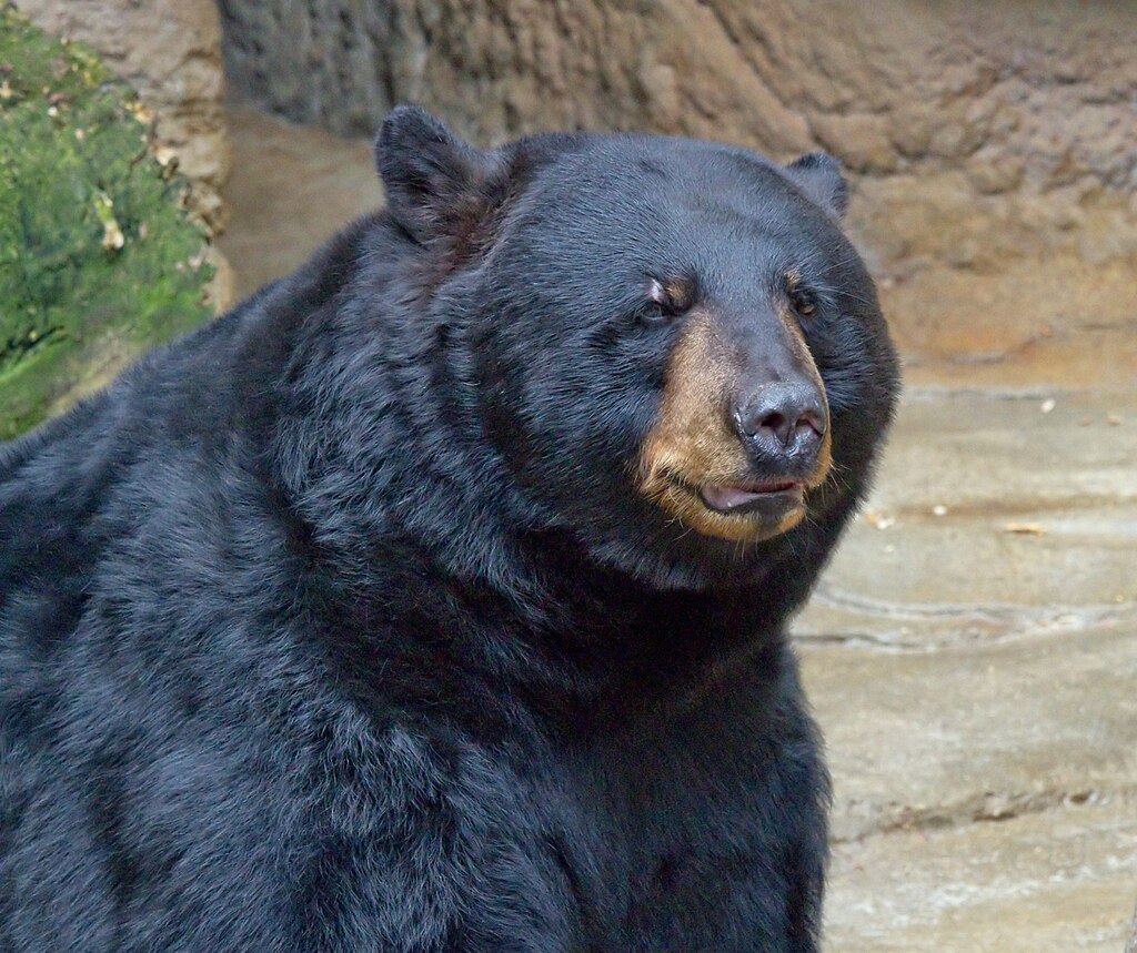 Ursus americanusDetail