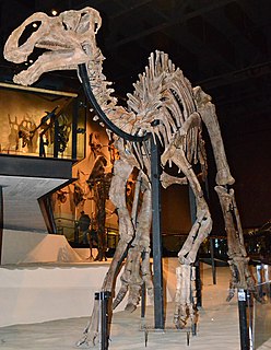 <i>Gryposaurus</i>