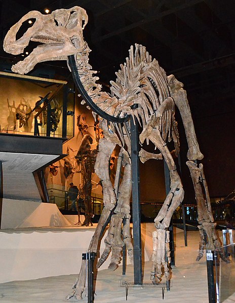 File:Utah Gryposaurus.jpg