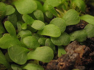 <i>Utricularia livida</i> Species of plant