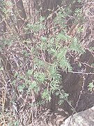 Vachellia farnesiana by Prahlad balaji.jpg