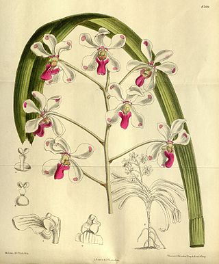 <i>Vanda luzonica</i> Species of orchid