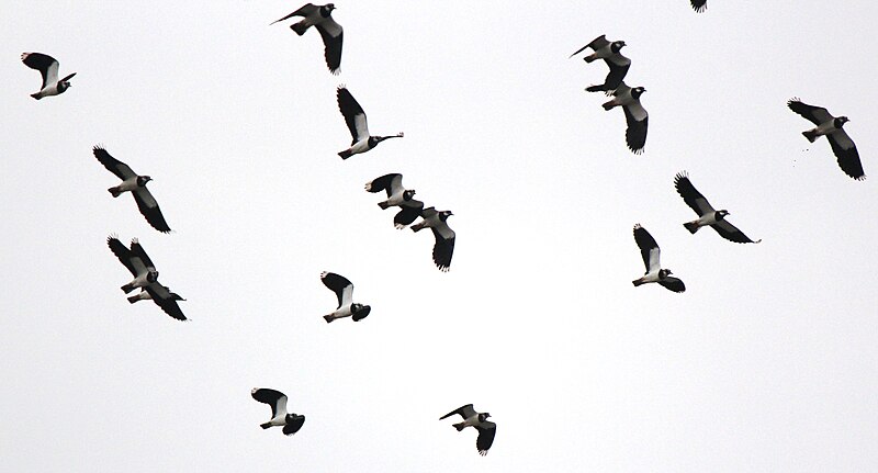 File:Vanellus vanellus in flight 2.jpg