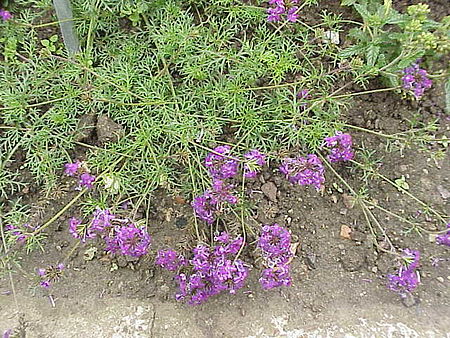 Verbena speciosa1.jpg