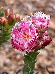 Verticordia ovalifolia flowers 01.jpg