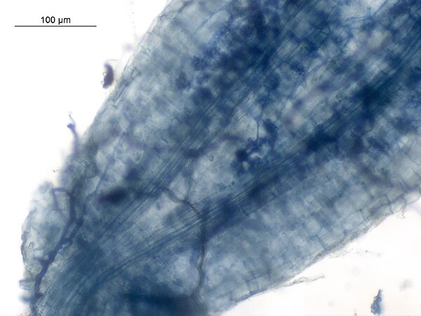 Arbuscles and hyphae in Vesicular Arbuscular Mycorhizae in root of Macrotyloma uniflorum Root Tissue.