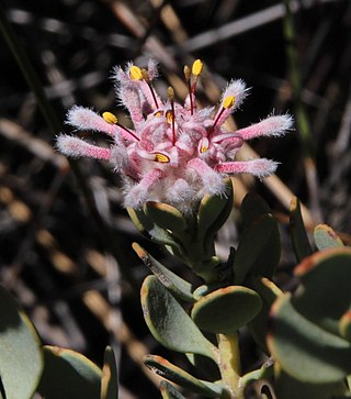 <i>Vexatorella amoena</i> Shrub in the family Proteaceae from the Western Cape, South Africa