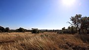 Thumbnail for File:View Guadalupe River State Park Texas 2023.jpg