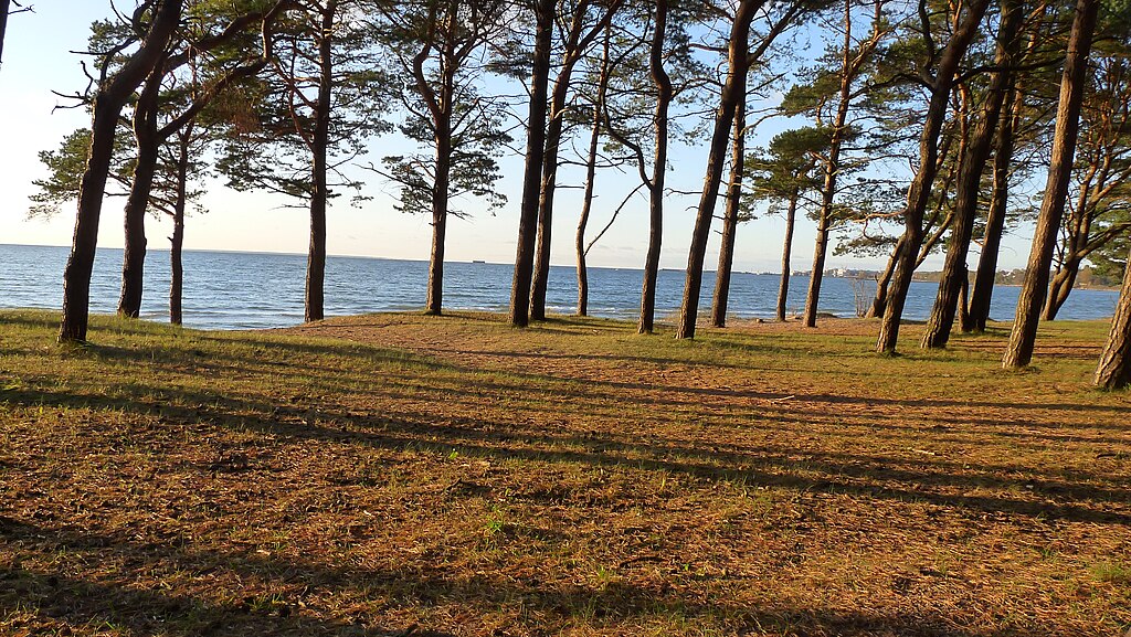 Plage et paysage de pins à Pirita, Tallin.