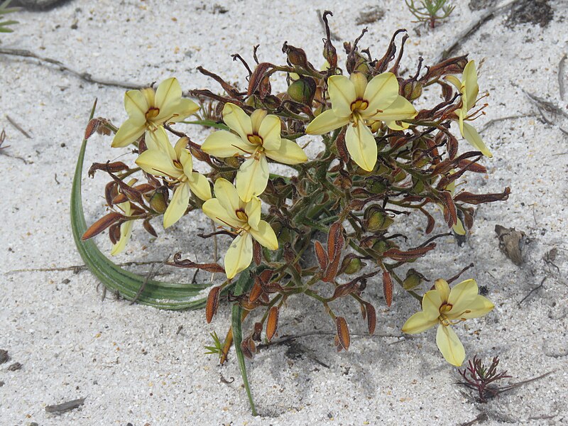 File:Wachendorfia paniculata Flipphi 9.jpg