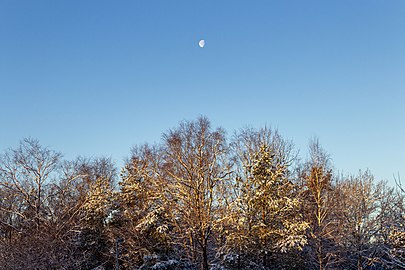 Waning moon over snowy trees in Tuntorp