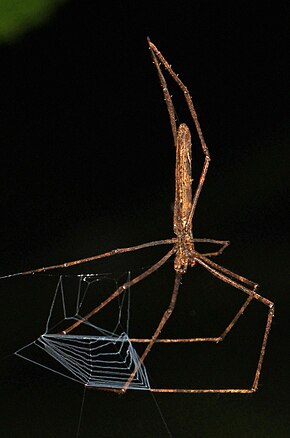 Bildbeschreibung Webcasting Spider - Deinopis longipes, Caves Branch Jungle Lodge, Armenien, Belize.jpg.