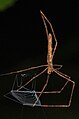 Net-casting spider (Deinopis longipes), Caves Branch Jungle Lodge