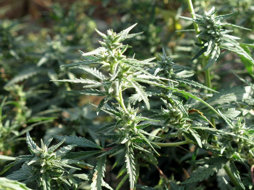 File:Metal herb grinder-cannabis inside.JPG - Wikimedia Commons