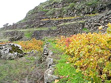 Weinanbau auf Terrassen mit Trockenmauern