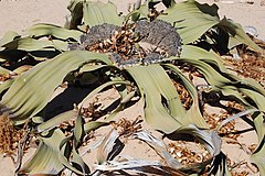 Welwitschia mirabilis S&J8.jpg