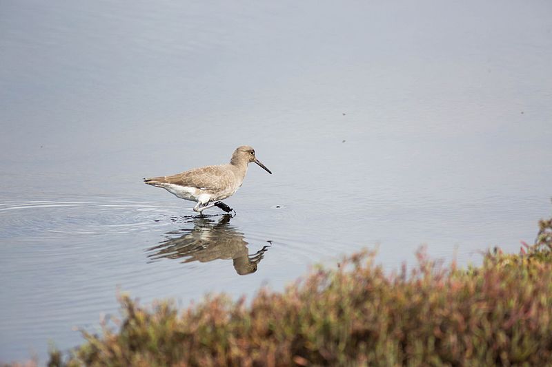 File:Western Willet (22848209884).jpg