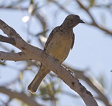 Western bowerbird 2 (7984919377) .jpg