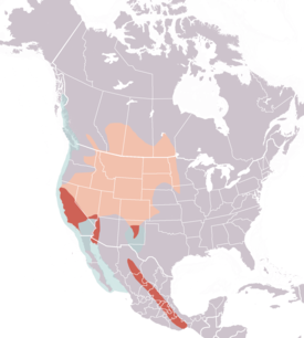 Levinneisyyskartta, jossa vaaleanpunainen: pesimäalue punainen: ympärivuotinen alue vaaleansininen. talvehtimisalue