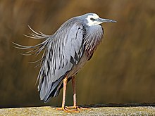 Ақ жүзді-Heron444.jpg