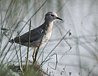 White-tailed Lapwing I MG 9541.jpg