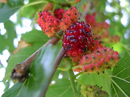 Что за ягода шелковица. Шелковица Morus rubra. Шелковица красная (Morus rubra ). Шелковица платанолистная.