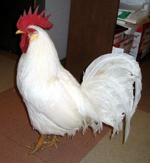 Leghorn argentée • Coq et poule de race de taille demi-naine