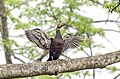 White-winged duck