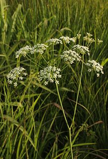 <i>Perideridia americana</i> Species of flowering plant