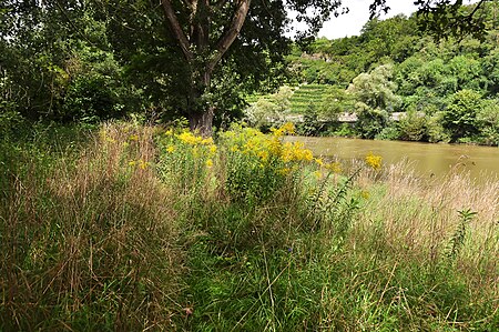 Wildwuchs am Neckarufer