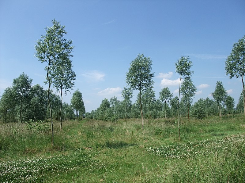 File:Willow plantation on the Welland flood plain - geograph.org.uk - 1943701.jpg