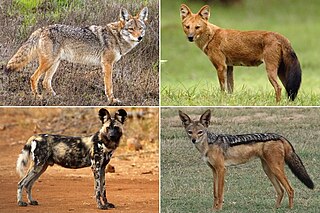Canina (subtribe) Subtribe of carnivores