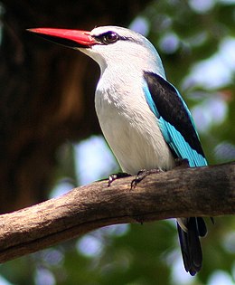 Halcyon senegalensis