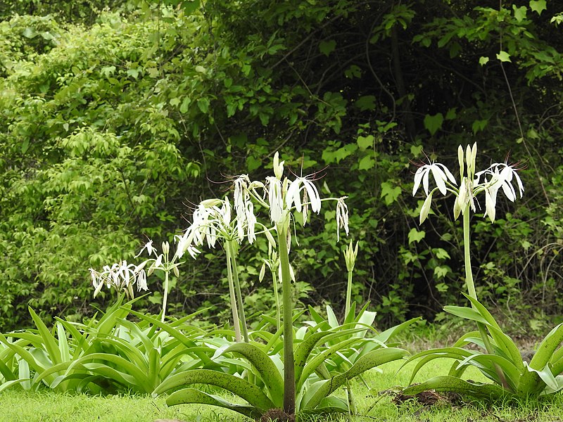 File:Woodrow's Lily Crinum woodrowii DSCN6755 (27) 07.jpg