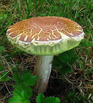 <i>Boletus separans</i> Species of fungus
