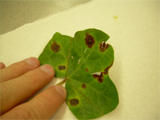 <span class="mw-page-title-main">Bacterial blight of cotton</span> Disease affecting the cotton plant