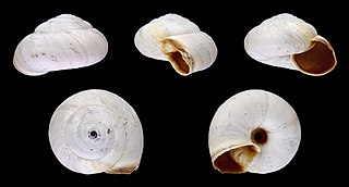 <i>Xeropicta</i> genus of molluscs