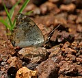 In wet season at Ananthagiri Hills, in Rangareddy district of Andhra Pradesh, [[India]