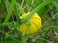 Calabaza amarilla