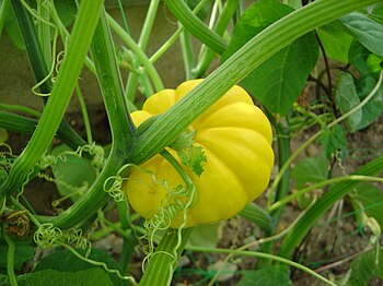 A yellow squash