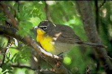 Yellow-breasted chat YellowbreastedChat23.jpg