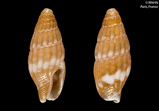 <i>Zafra</i> (gastropod) Genus of gastropods