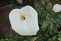 * Nomination Cala (Zantedeschia aethiopica) --Rjcastillo 03:33, 15 October 2012 (UTC) * Decline Unsharp, and really, 16MP and under 0.8MB? --Mattbuck 16:43, 22 October 2012 (UTC)