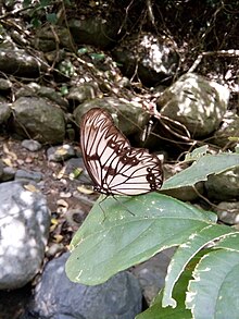 Zethera incerta.jpg