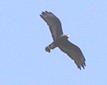 Zone-tailedHawk2004-02-03crop1.jpg