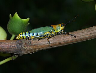 <i>Zonocerus</i> Genus of grasshoppers