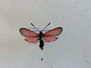 Zygaena brizae 99197233.jpg